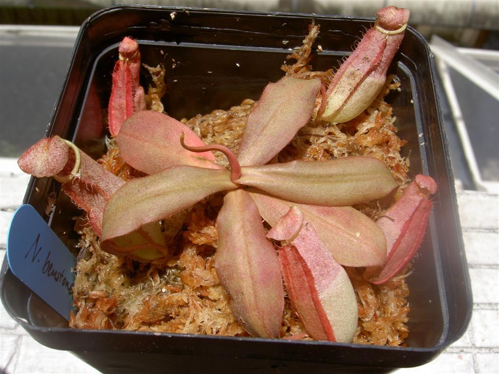 Nepenthes benstonei